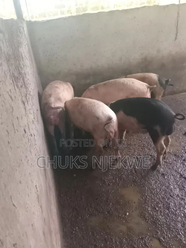 Landrace and Large White Pigs for Sale - 1