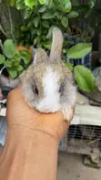 Healthy Rabbits for Pets and Breeding - 1