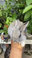 Healthy Rabbits for Pets and Breeding - 3