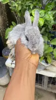 Healthy Rabbits for Pets and Breeding - 4