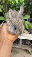 Healthy Rabbits for Pets and Breeding - 5