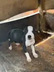 Yar Pit Bull Terrier Yar Amurka Mai Tsarki (1-3 Watan) - 1