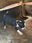 Yar Pit Bull Terrier Yar Amurka Mai Tsarki (1-3 Watan) - 2