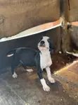 Yar Pit Bull Terrier Yar Amurka Mai Tsarki (1-3 Watan) - 3