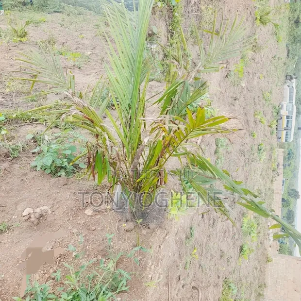 Filin Noma na Dabino don Siyarwa a Abeokuta North - 1