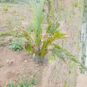 Filin Noma na Dabino don Siyarwa a Abeokuta North