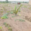 Filin Noma na Dabino don Siyarwa a Abeokuta North - 2