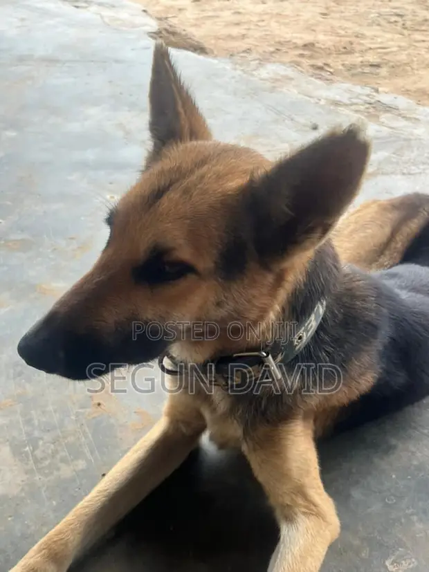 Purebred German Shepherd - 1+ Year Male - 1