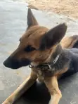 Purebred German Shepherd - 1+ Year Male - 1