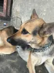 Purebred German Shepherd - 1+ Year Male - 2