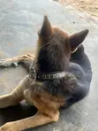 Purebred German Shepherd - 1+ Year Male - 3