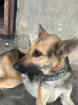 Purebred German Shepherd - 1+ Year Male - 4