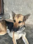 Purebred German Shepherd - 1+ Year Male - 5