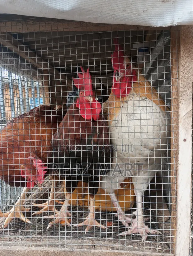 Healthy Organic Noiler Chickens - Mature - 1