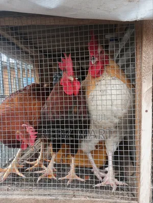 Healthy Organic Noiler Chickens - Mature