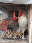 Healthy Organic Noiler Chickens - Mature - 1