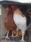 Healthy Organic Noiler Chickens - Mature - 2