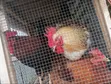 Healthy Organic Noiler Chickens - Mature - 3