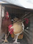 Healthy Organic Noiler Chickens - Mature - 4