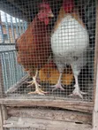 Healthy Organic Noiler Chickens - Mature - 5