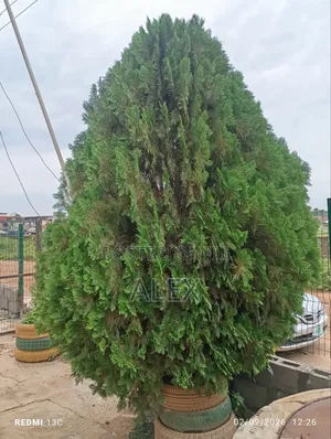 Mature Thuja Christmas Tree - 3.5m Tall