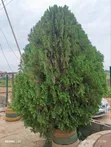 Mature Thuja Christmas Tree - 3.5m Tall - 1