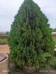 Mature Thuja Christmas Tree - 3.5m Tall - 2