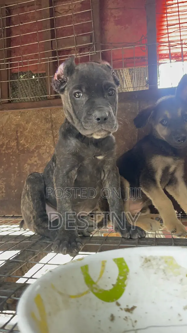 Female Cane Corso Puppy, 1-3 Months Old - 1