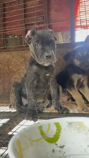 Female Cane Corso Puppy, 1-3 Months Old