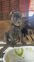 Female Cane Corso Puppy, 1-3 Months Old - 1