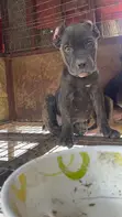 Female Cane Corso Puppy, 1-3 Months Old - 2