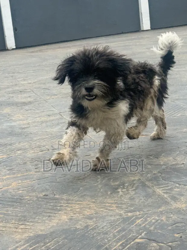 Purebred Shih Tzu Namiji, Shekara 1+ - 1