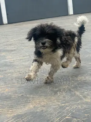 Purebred Shih Tzu Namiji, Shekara 1+