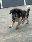 Purebred Shih Tzu Namiji, Shekara 1+ - 1