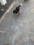 Purebred Shih Tzu Namiji, Shekara 1+ - 2