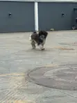 Purebred Shih Tzu Namiji, Shekara 1+ - 3