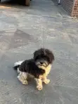 Purebred Shih Tzu Namiji, Shekara 1+ - 5