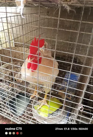 Mature Chickens (2)