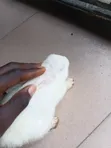 Cute Bunnies for Sale - 2