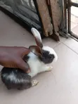 Cute Bunnies for Sale - 3