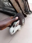 Cute Bunnies for Sale - 4