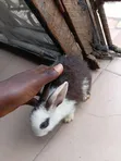Cute Bunnies for Sale - 5