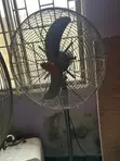 20" OX Industrial Standing Fan - 1