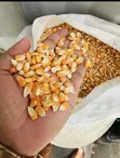 Maize and Soybeans Supplier - 3