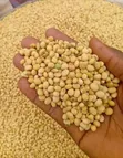 Maize and Soybeans Supplier - 4
