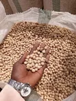 Maize and Soybeans Supplier - 5