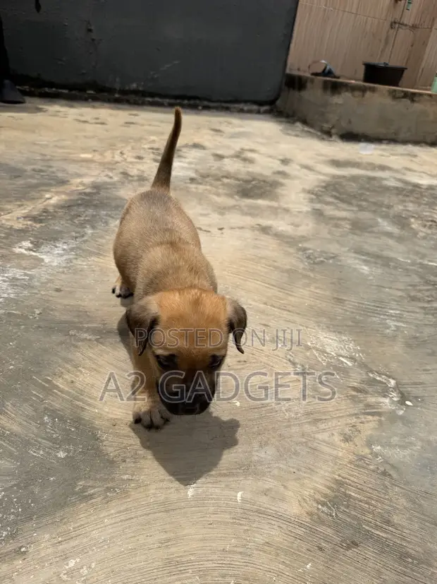 Purebred Boerboel Puppy - 1-3 Months Old - 1