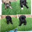 Female Purebred Lhasa Apso Puppy (0-1 Month) - 1