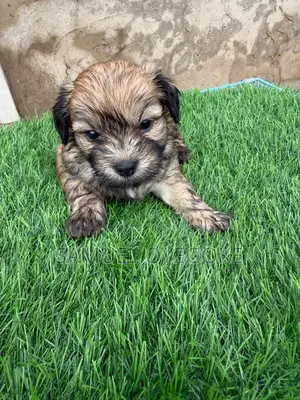 Female Purebred Lhasa Apso Puppy (0-1 Month)