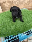 Female Purebred Lhasa Apso Puppy (0-1 Month) - 3